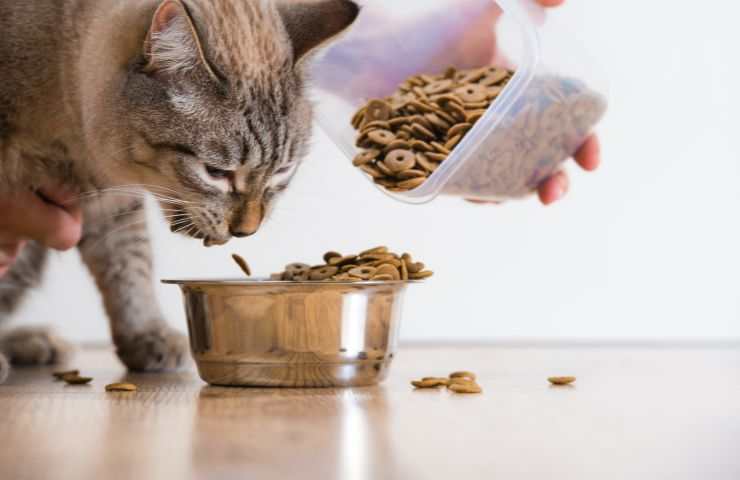 Gatto mangia il cibo preferito