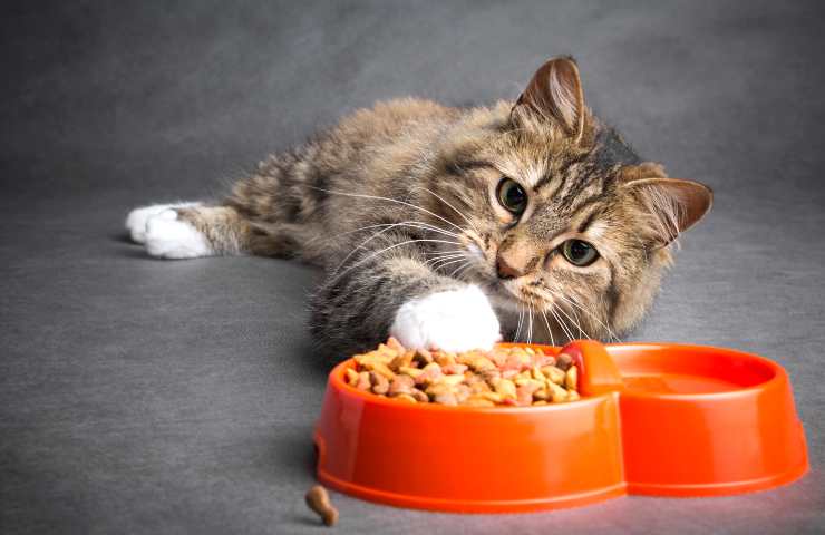 Gatto allontana il cibo