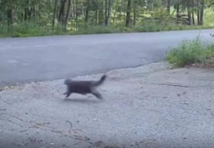 gatto rincorre orso