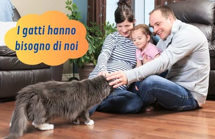 Gatto si avvicina alla famiglia