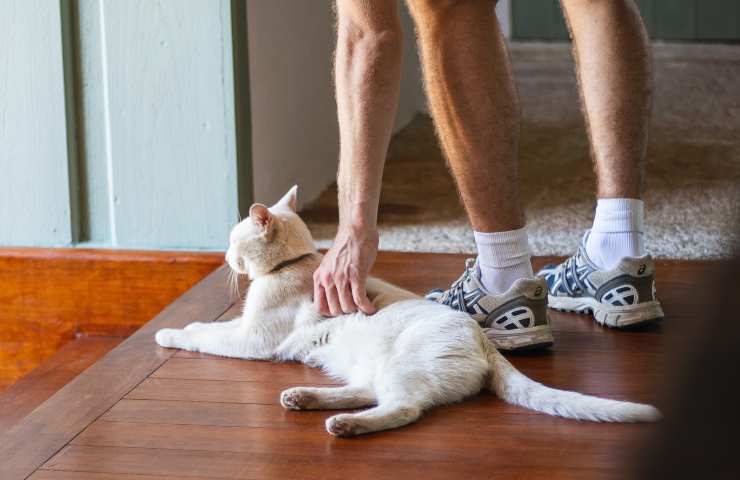 Gatto si fa accarezzare 