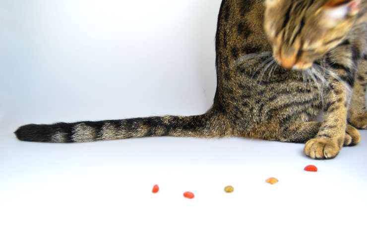 Gatto vuole mordere la coda