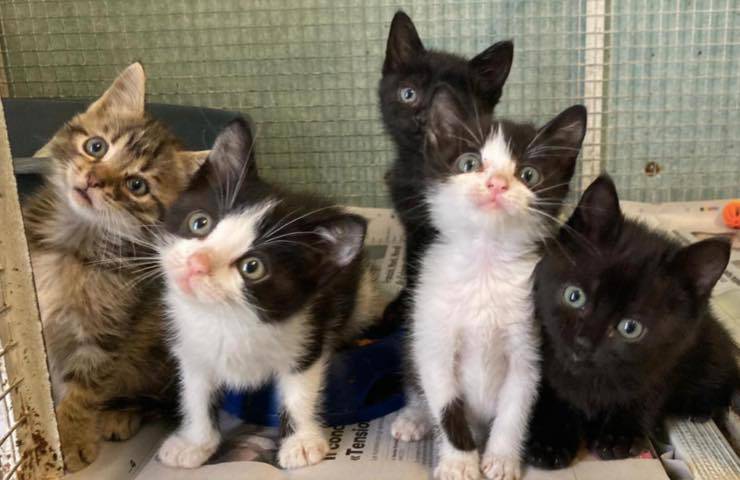 gattino amici aspettano famiglia 