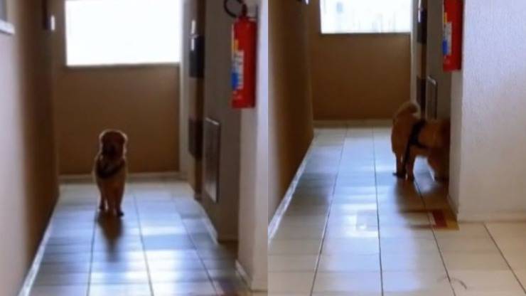 cane in corridoio