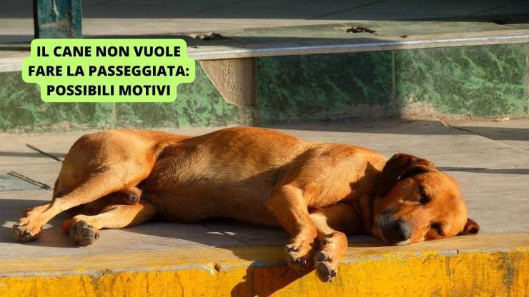 cane sul marciapiede 