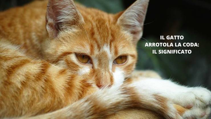 gatto rosso
