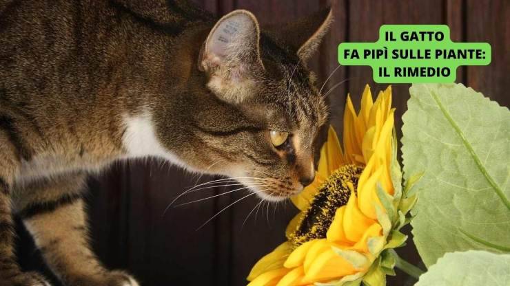 gatto annusa girasole 
