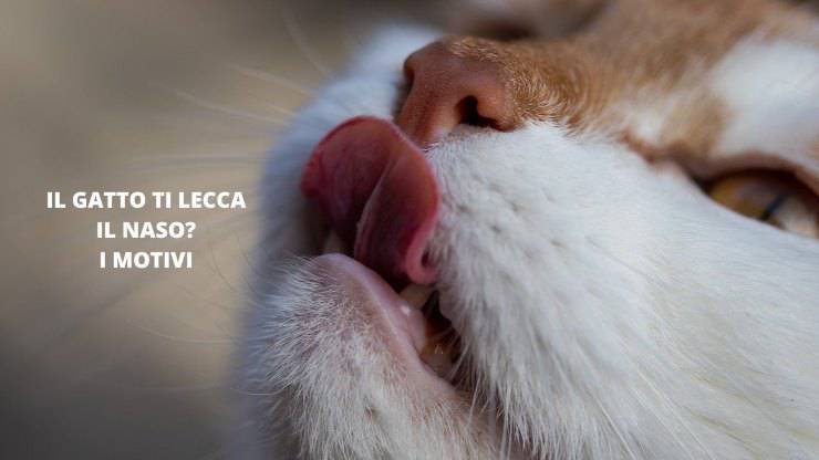lingua gatto rosso