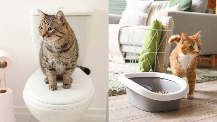 gatto su wc e su lettiera