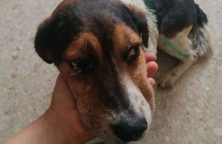 cane mx beagle adozione
