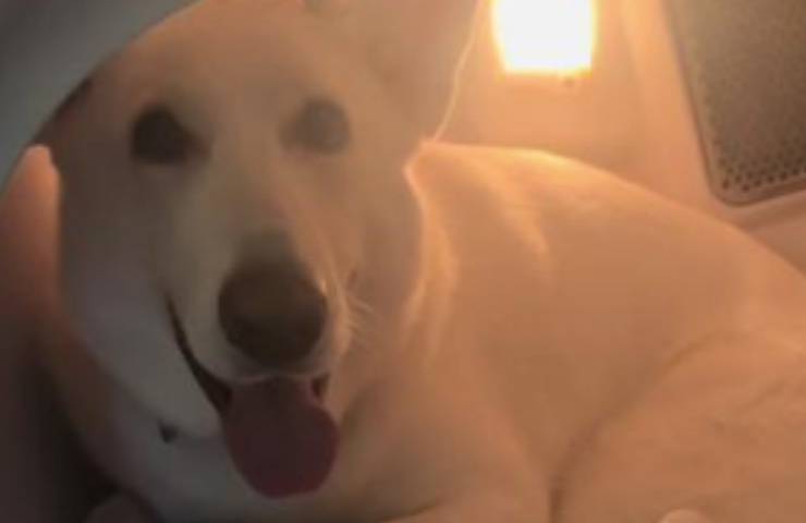 cane nascosto pastore tedesco