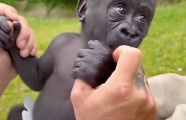 gorilla piccolo come bambino