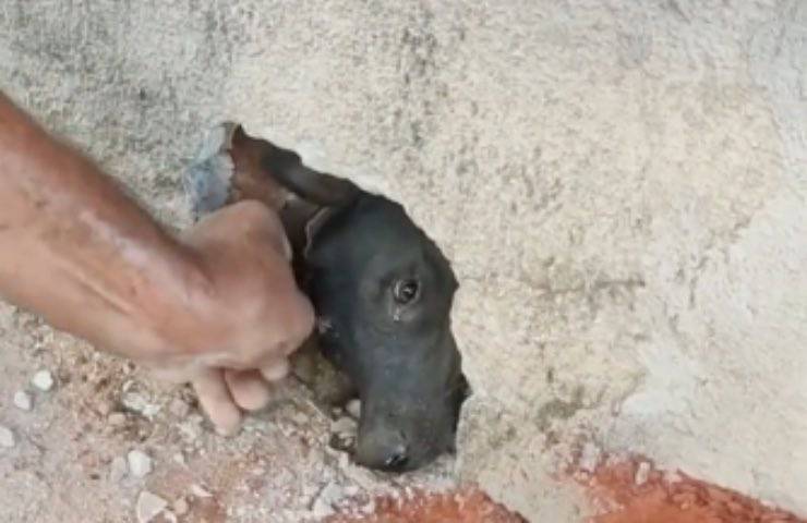 cucciolo recupero scalpello salvataggio 