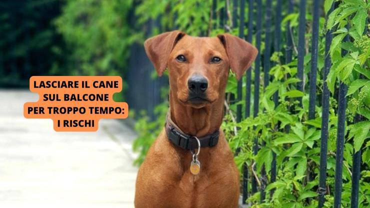 cane sul terrazzo