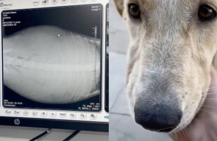 incinta cagnolina charlotte radiografia 
