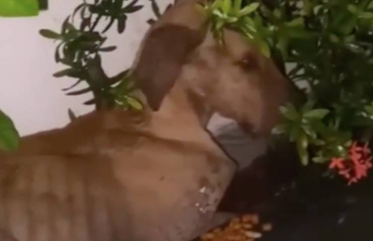mamma cagnolina post partum