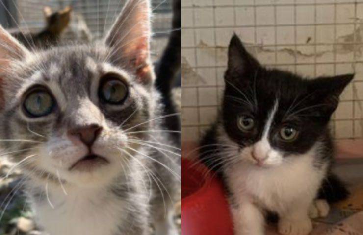 gattino triste escluso adozione 