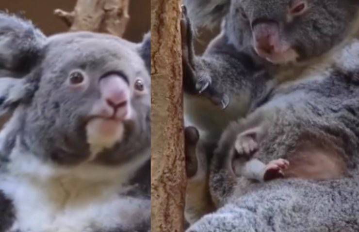 koala reazione mamma uscita