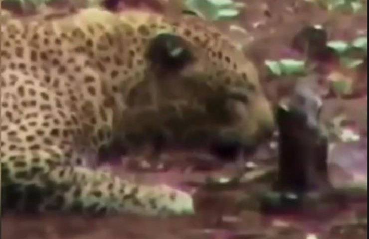 Leopardo e cucciolo di gazzella