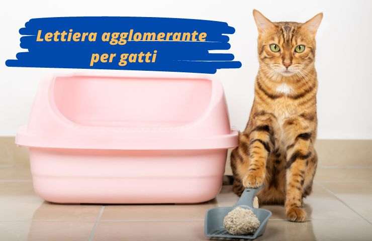Lettiera agglomerante per felini