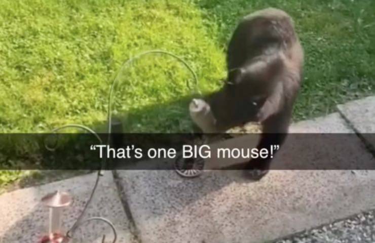 orso gioca lanterne casa