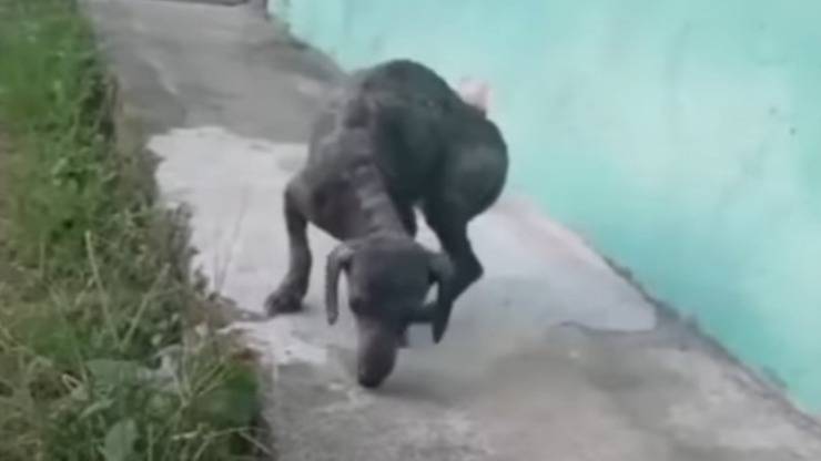 cane infezione pelle