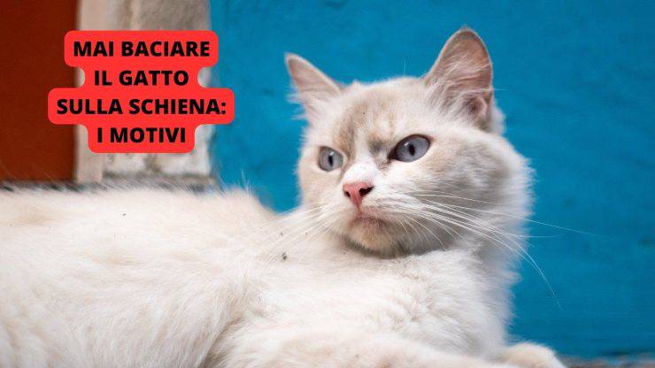 gatto infastidito