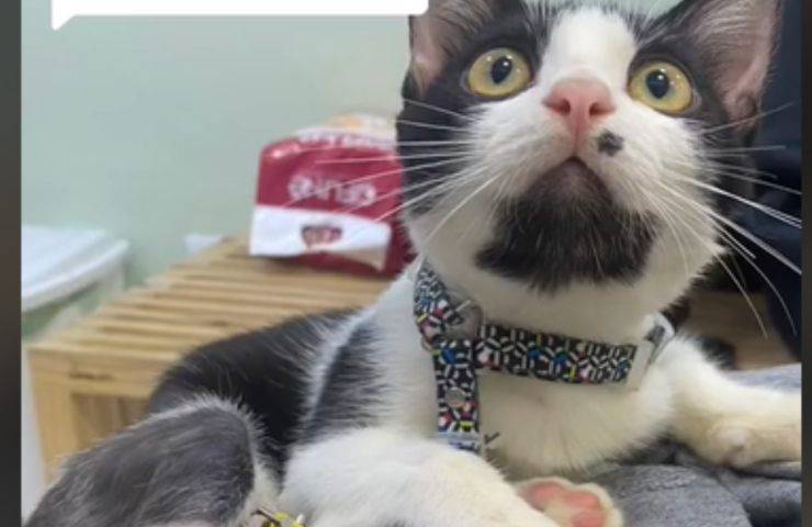 gatto Marquinhos veterinario fermo
