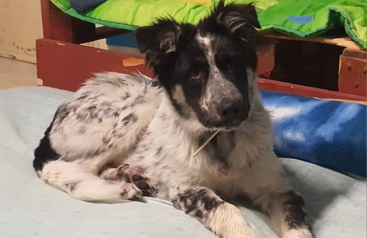 cane matilde palermo