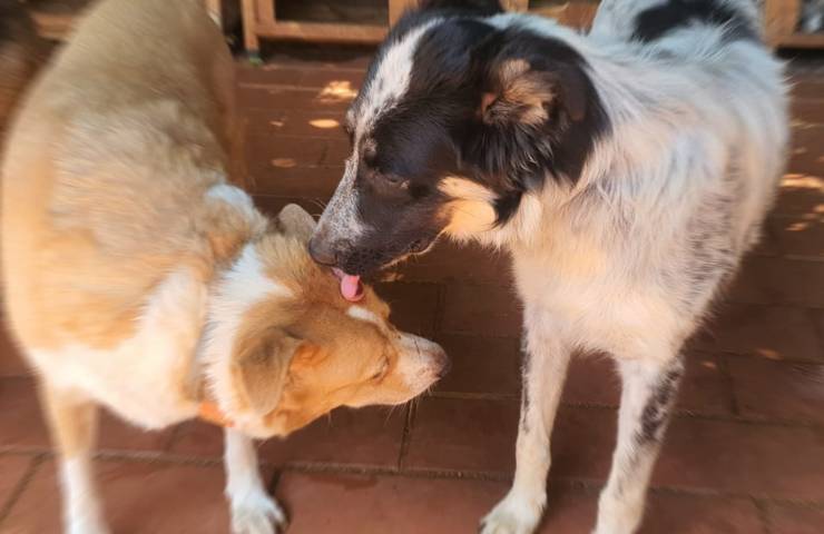 adozione cane palermo