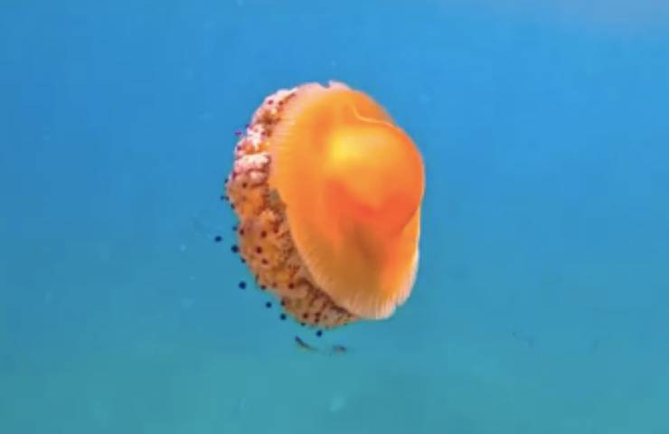mediterraneo forma uovo tentacoli