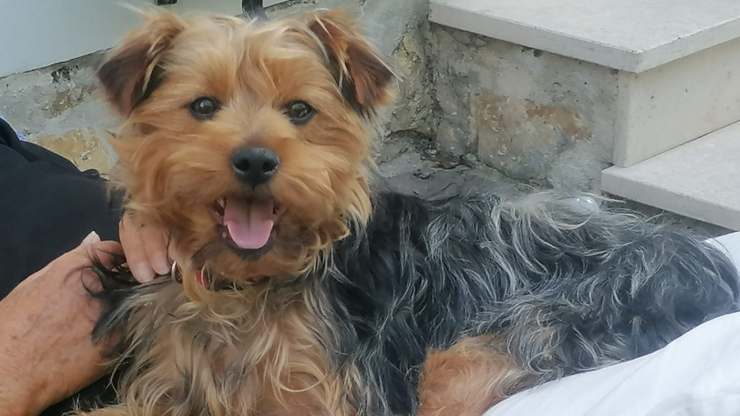 cane cerca casa