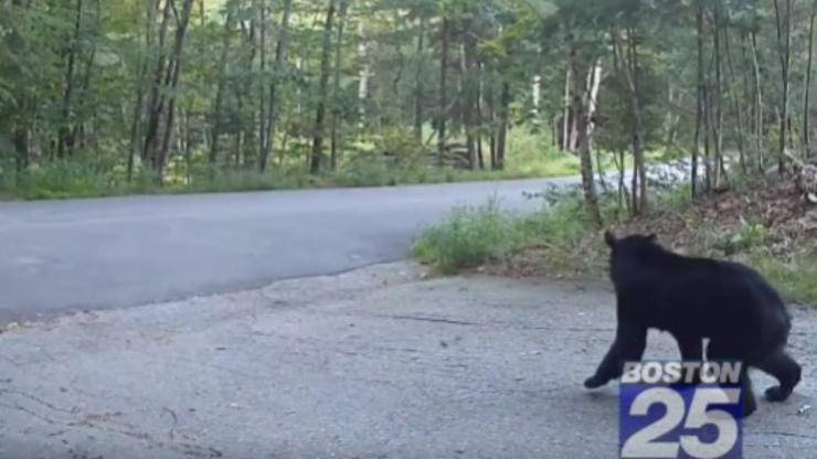 orso paura gatto