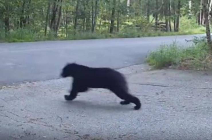 orso rincorso da gatto