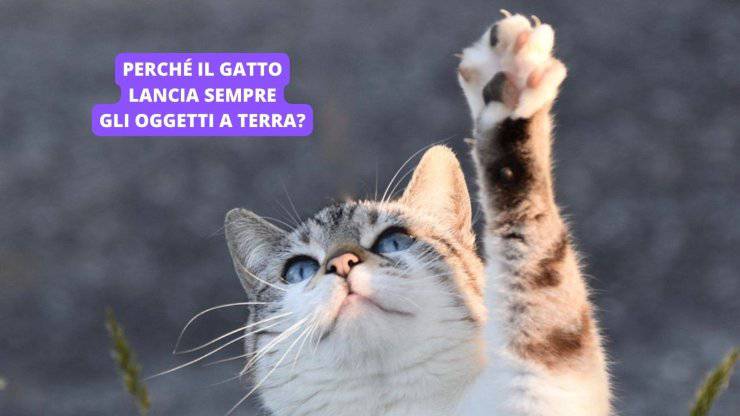 gatto con zampa alzata