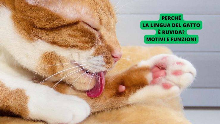 Gatto rosso si pulisce