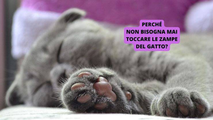 zampe del gatto 