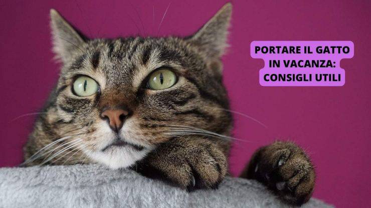 gatto timoroso 