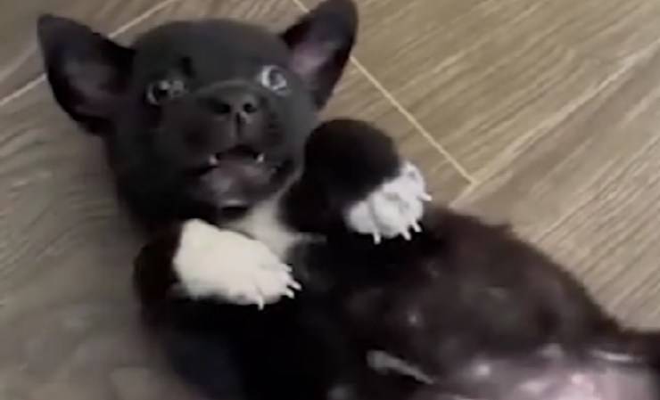 Pat