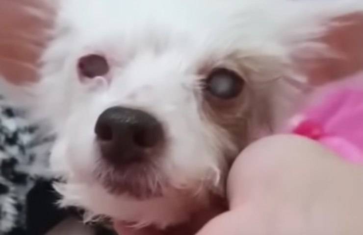 proprietario non voleva portare cane dal veterinario