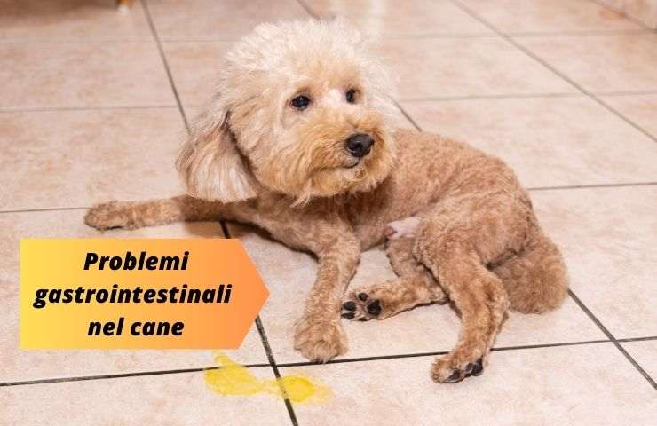 Cane ha vomitato