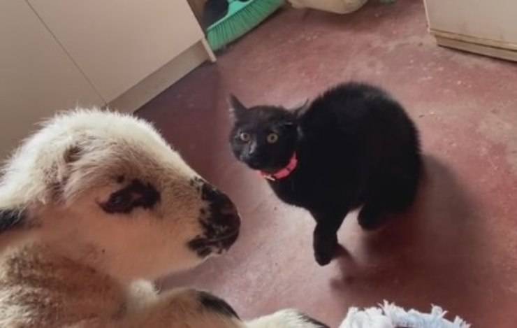 Reazione gatto agnello