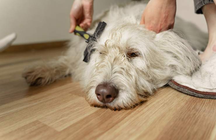 Spazzolare il cane con la spazzola