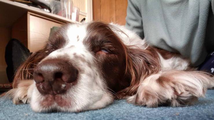 cane dorme sul divano