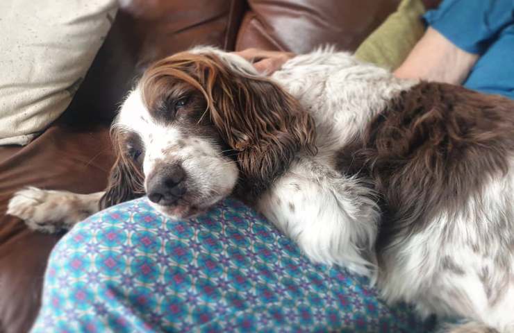 cane anziano dorme sul divano
