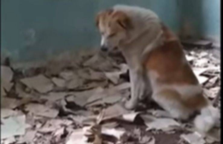 cane sunda piange attesa