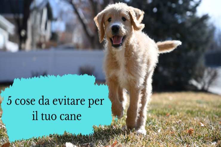 5 cose che non dovresti far fare mai al tuo cane 5 cose che non dovresti fare con fido