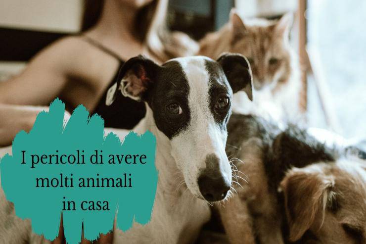Avere troppi animali in casa può essere pericoloso Troppi animali in casa sono pericolosi