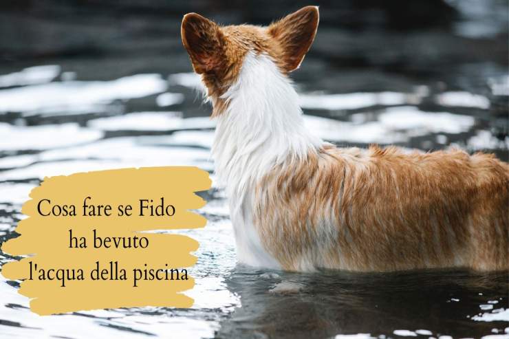 Che succede se il cane beve l'acqua della piscina Cosa succede se fido beve l'acqua della piscina