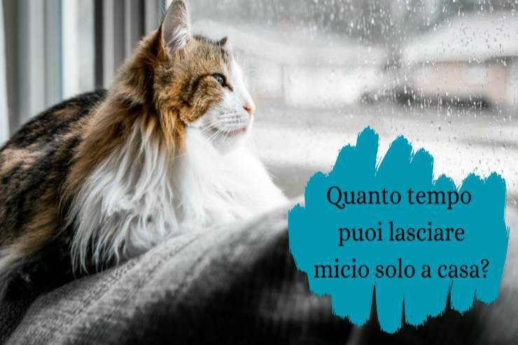 Gatto solo a casa Micio da solo a casa